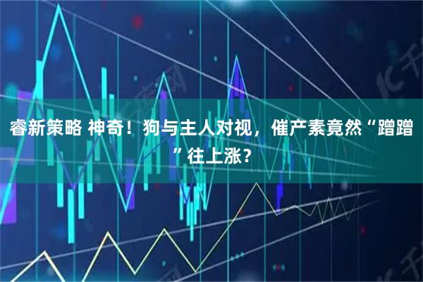 睿新策略 神奇！狗与主人对视，催产素竟然“蹭蹭”往上涨？